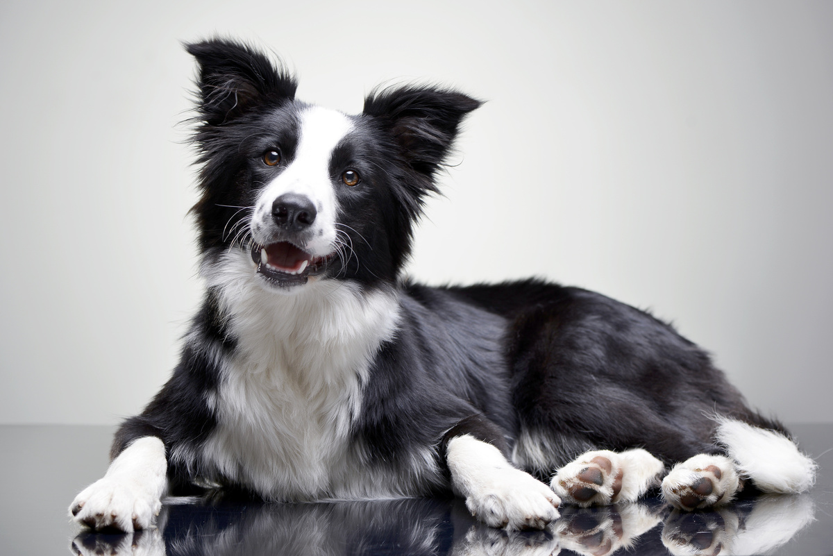 Prezzo Border Collie: vedi valore, costi e dove acquistare!