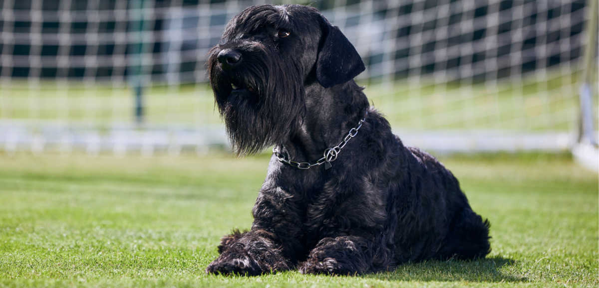 Qual è il prezzo dello Schnauzer (mini, gigante e standard)?