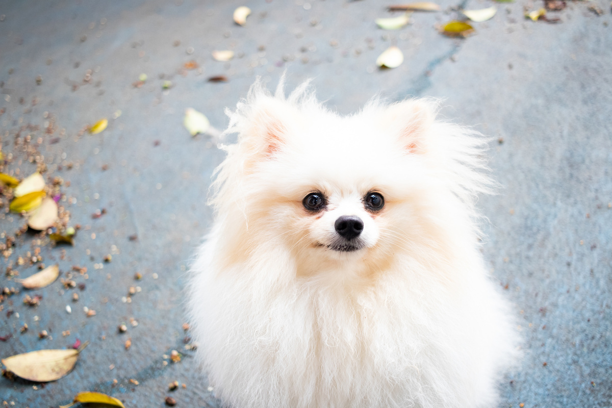 Lulu da Pomerania: prezzo, costi e cura del cucciolo