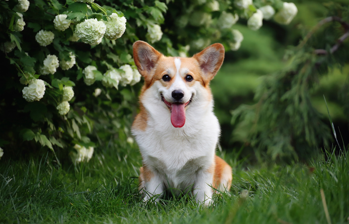 Prezzo Welsh Corgi Pembroke e Cardigan: vedi costi del cane