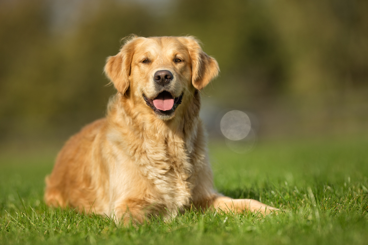 Donazione di cuccioli di razza: scopri come procedere qui!