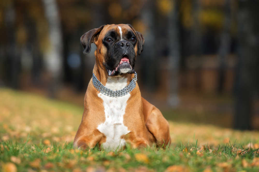 Il bulldog di campagna: temperamento, prezzo, cura e altro ancora