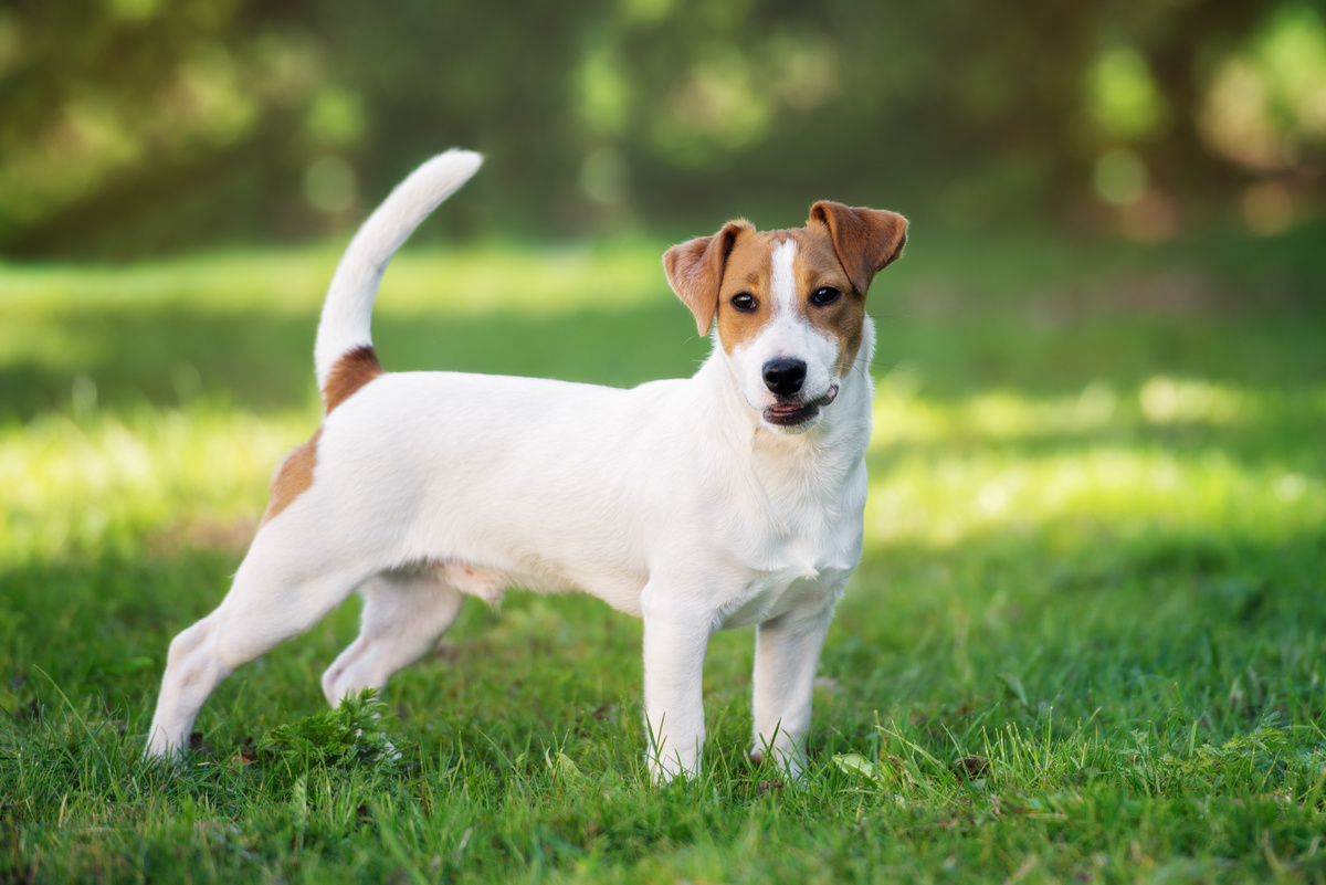 Qual è il prezzo del Jack Russell Terrier? Vedi valore e costi