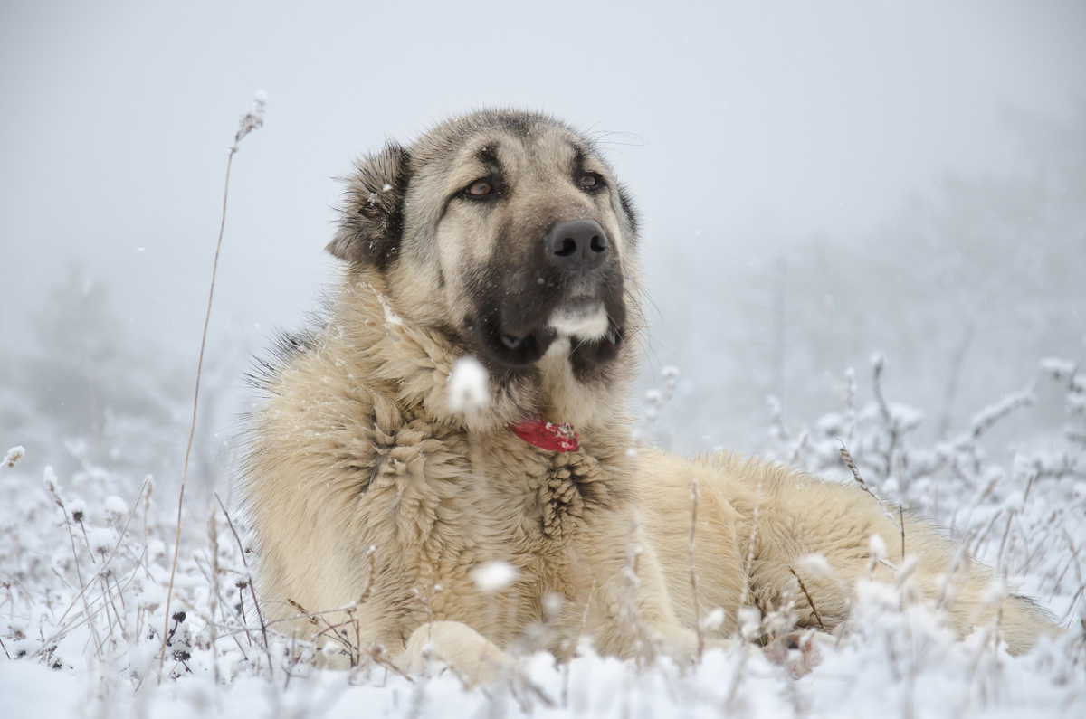 Kangal: scoprite alcune curiosità su questa razza!