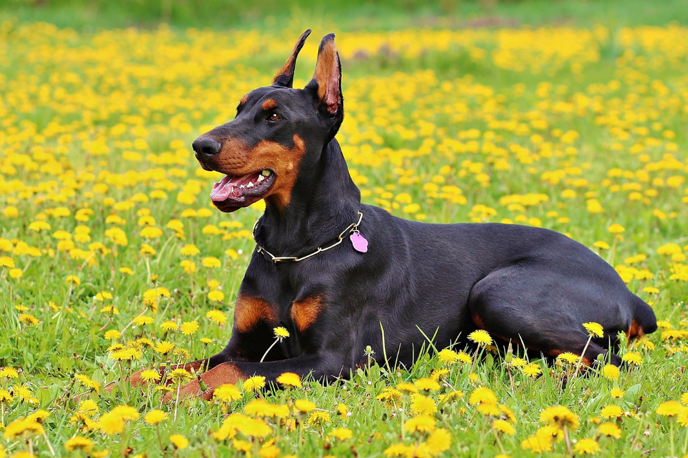 Razze di cani a pelo grande e a pelo corto: ecco 15 tipi!