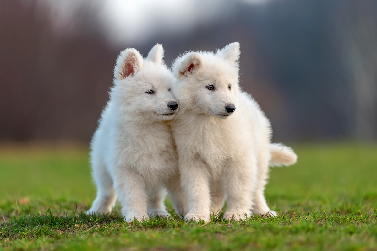 Razza di cane bianco: vediamo quelli di taglia grande, piccola e media