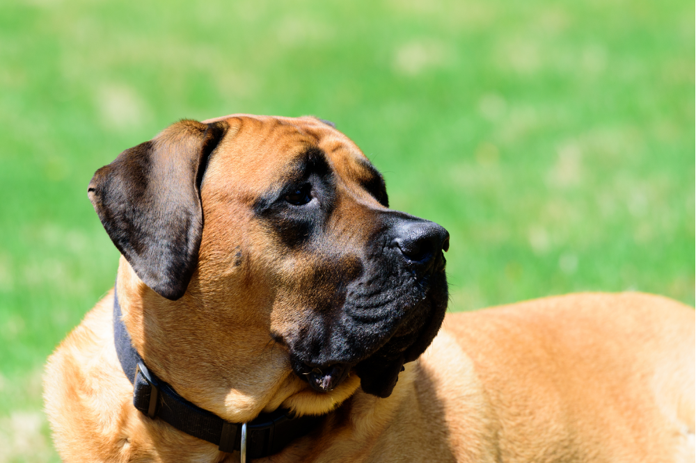 Conoscere la razza Mastino Inglese: caratteristiche, prezzo e altro ...