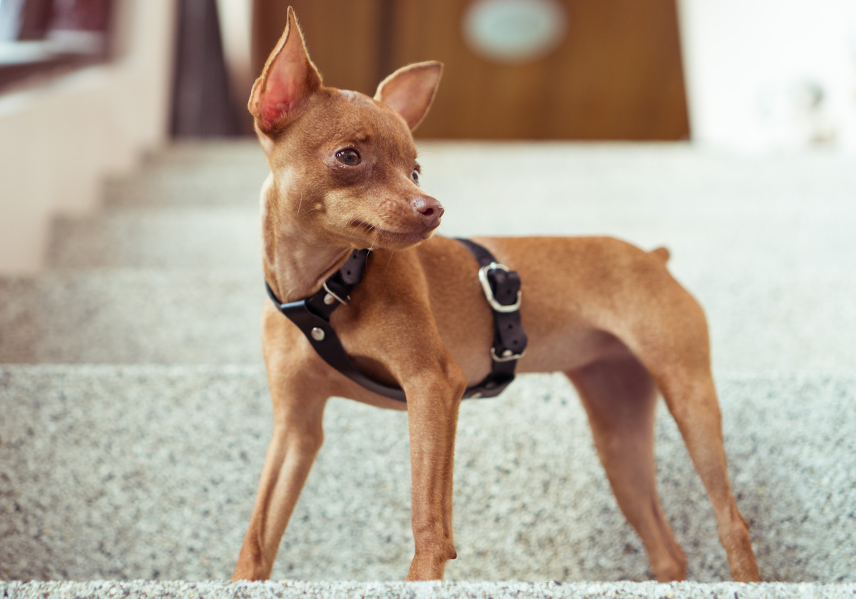 Pinscher: prezzi, costi, caratteristiche e altro ancora su questa razza