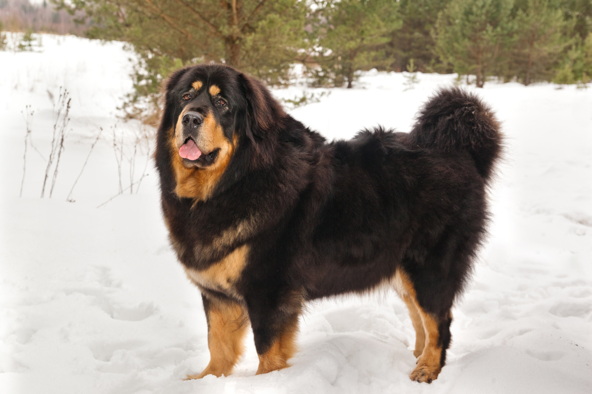 Ecco il mastino tibetano, il cane più costoso del mondo