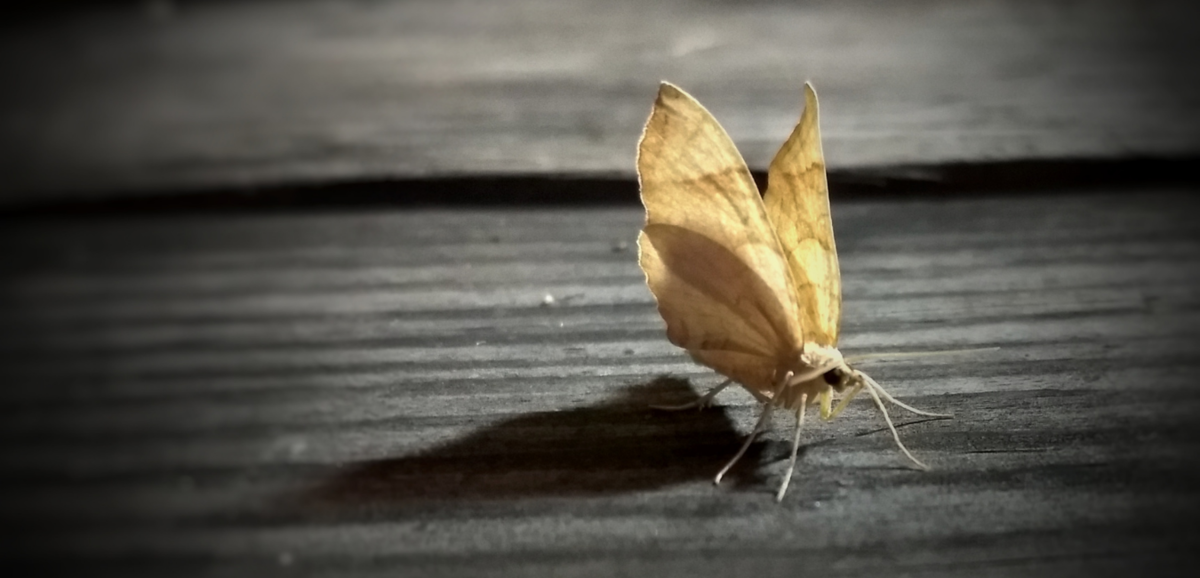 Che cosa significa sognare una falena? Gialla, nera, gigante e altre ancora