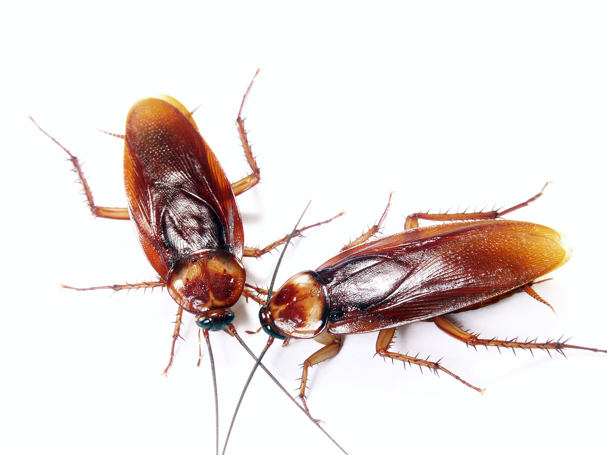 Cosa significa sognare scarafaggi: vivi, morti, grandi, volanti e altro ancora