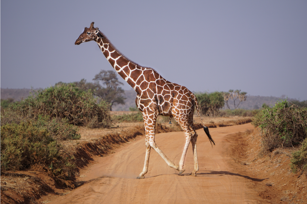 Cosa significa sognare una giraffa: piccola, che mangia, che attacca e altro ancora