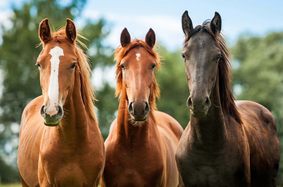 I colori dei cavalli: conoscere i manti dei cavalli e le loro varianti