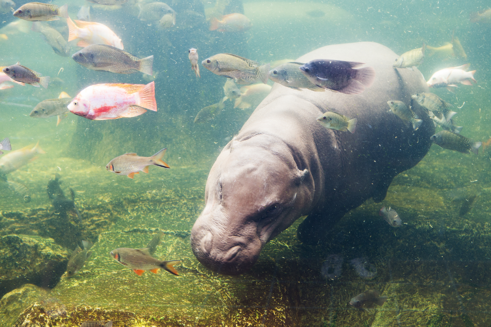 Ippopotamo: vedi specie, peso, alimentazione e altro ancora