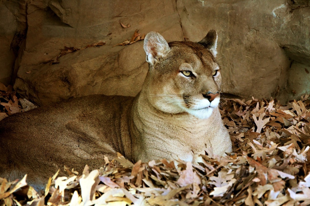 Puma concolor: vedi informazioni, curiosità e molto altro!