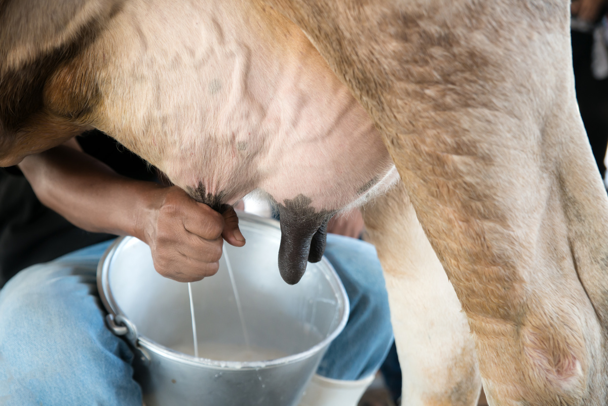 Una mucca deve essere incinta per dare il latte? Ecco la risposta