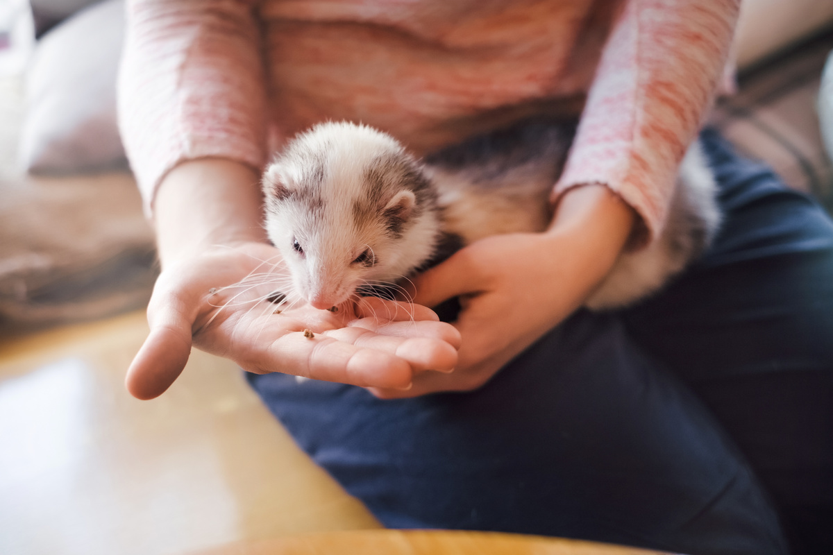 Il furetto: tipi, cure, prezzi e altro ancora!