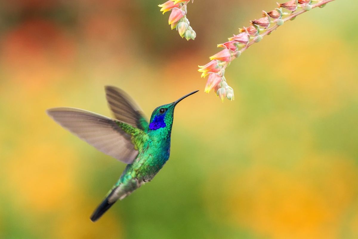 Che cos'è la fauna e la flora? Scopri la differenza, gli esempi e le informazioni!