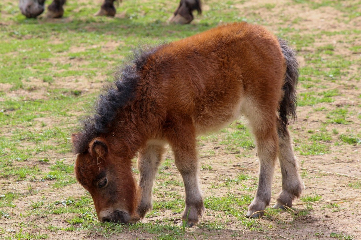 Incontrare il pony: caratteristiche, cura, prezzo e altro ancora