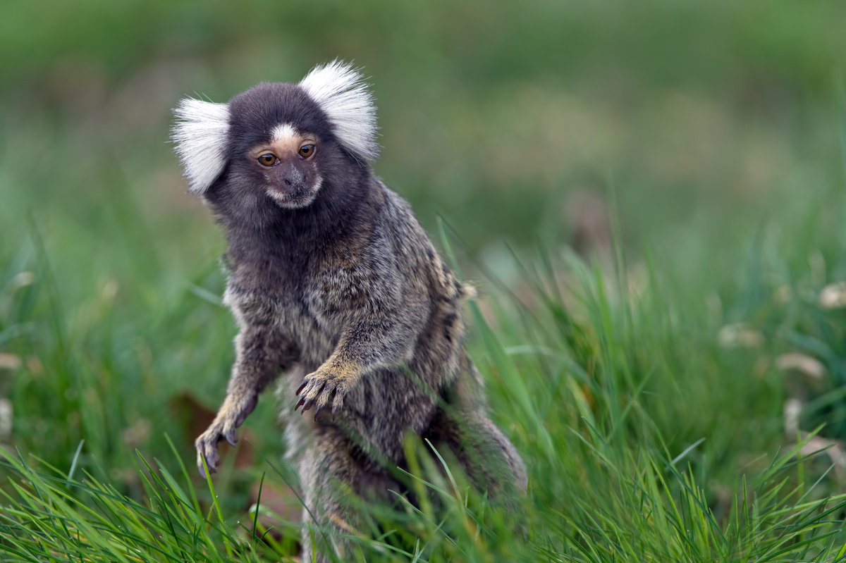 Sagui: caratteristiche, alimentazione, prezzo, cura e altro ancora