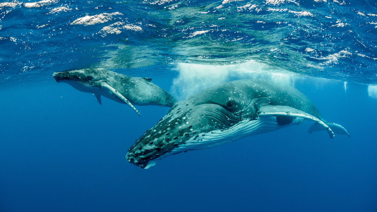 Cosa significa sognare una balena? Nuotare, saltare, morire e altro ancora