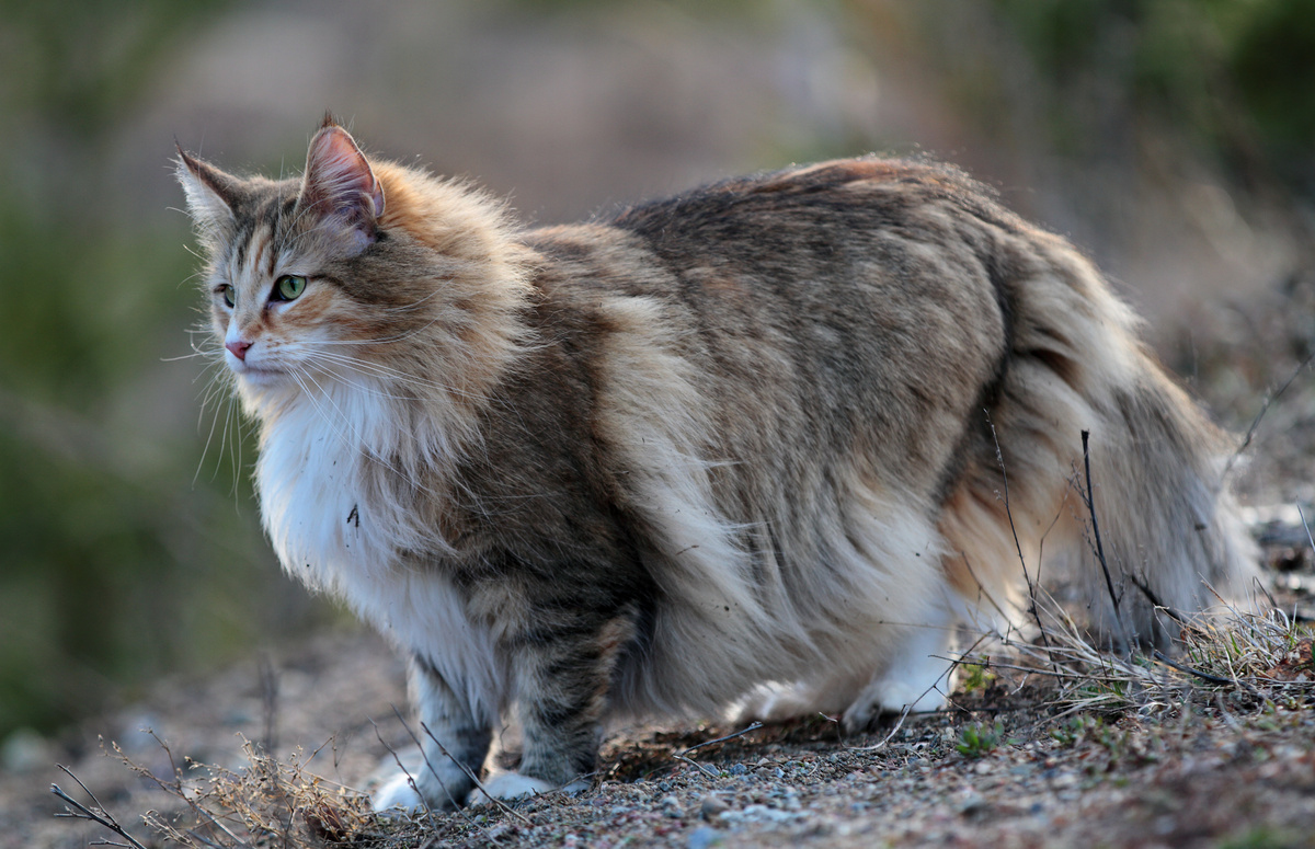 Gatto delle foreste norvegesi: vedi prezzo, dove acquistare e altro ancora!