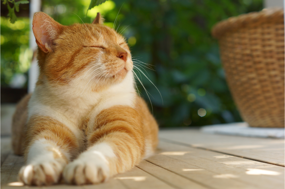 Gatto che "impasta il panino" con le zampe: capire perché questa abitudine!