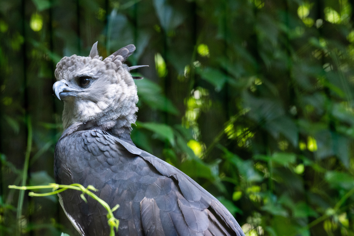 Harpia Brasileira: ecco l'uccello gigante dell'Amazzonia