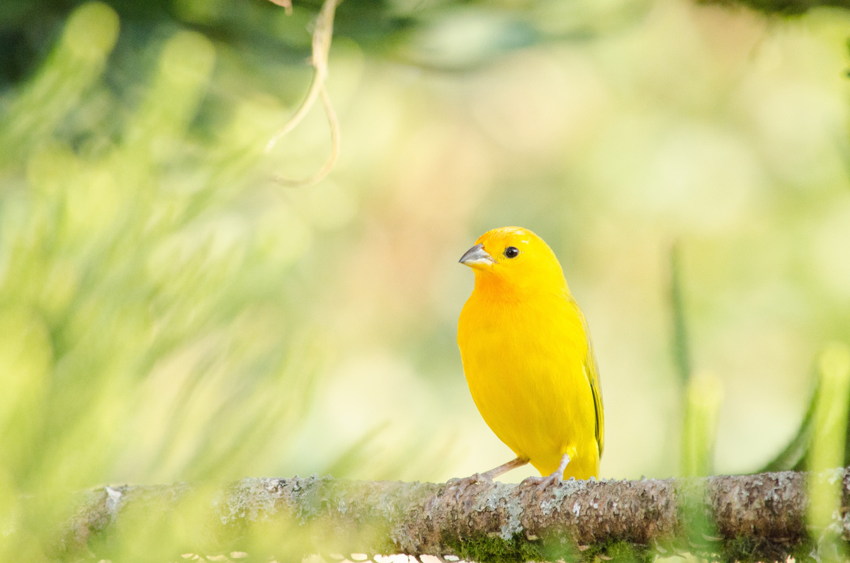 Conoscete gli uccelli brasiliani e scoprite le loro curiosità!