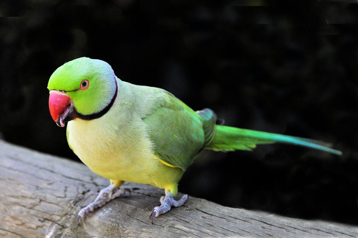 Per allevare i pappagallini verdi è necessaria una licenza? Scopritelo!