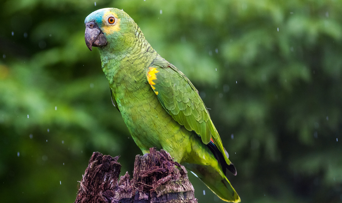 Come conquistare un pappagallo: ecco i consigli per addestrare il vostro animale domestico