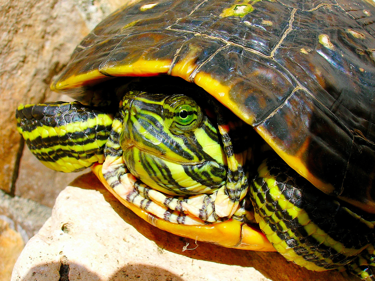 Come allevare una tartaruga in casa o in appartamento: scoprite i consigli pratici!