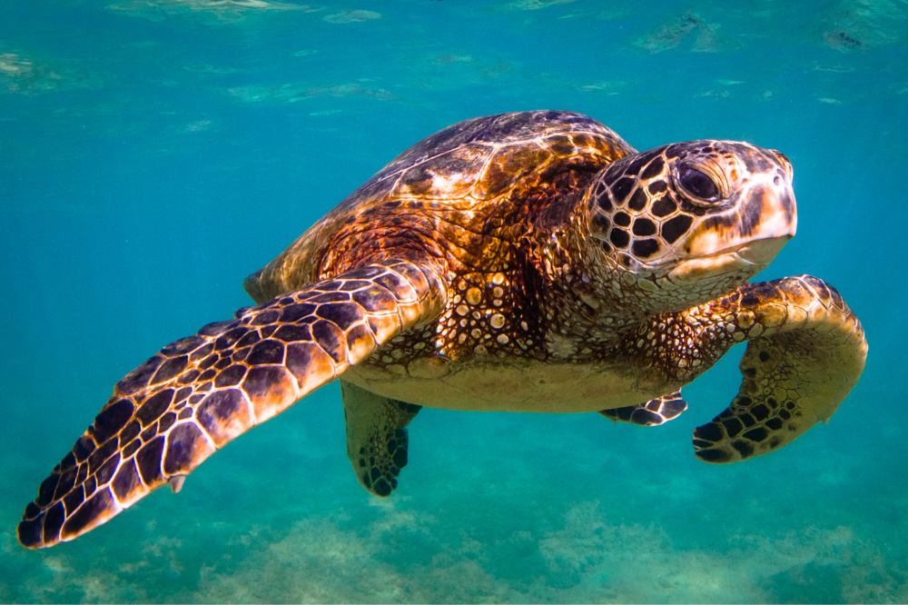 Tartaruga marina: specie, riproduzione, habitat e altro ancora