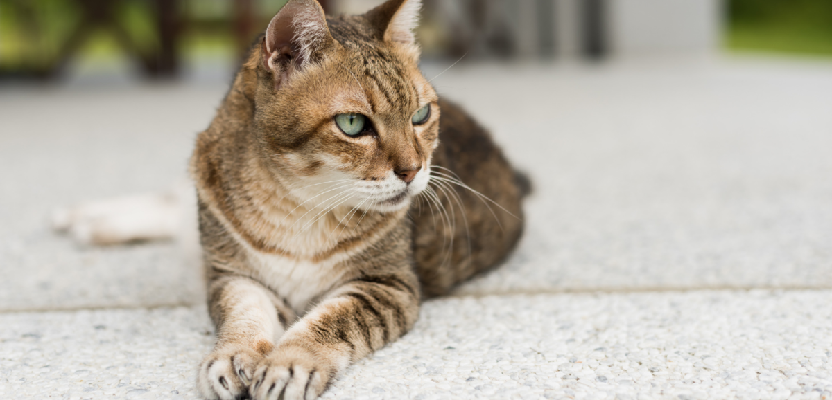 Quanto vive un gatto domestico? Guarda la media e confronta!