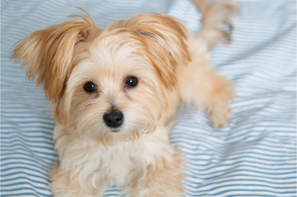 Morkie (Yorkshire Terrier + Maltese): conosciamo questa bellissima razza